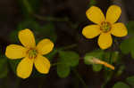 Tufted yellow woodsorrel